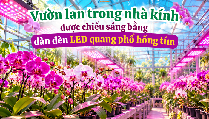 Chiếu Sáng Nhà Kính, Vườn Lan Công Nghệ Cao: Chọn Quang Phổ Đúng