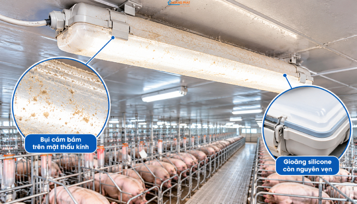 Đèn LED Chiếu Sáng Chuồng Trại Chăn Nuôi: Gà Đẻ, Heo, Bò Sữa