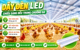Đèn LED Chiếu Sáng Chuồng Trại Chăn Nuôi: Giải Pháp Tăng Năng Suất Vật Nuôi