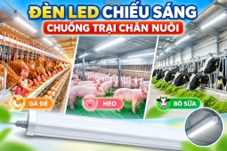 Đèn LED Chiếu Sáng Chuồng Trại Chăn Nuôi: Gà Đẻ, Heo, Bò Sữa