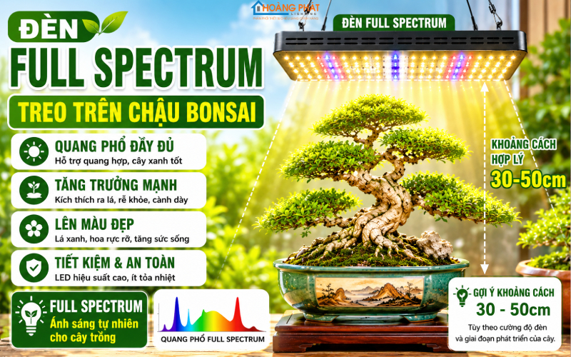 Đèn full spectrum treo trên chậu bonsai với khoảng cách chiếu hợp lý